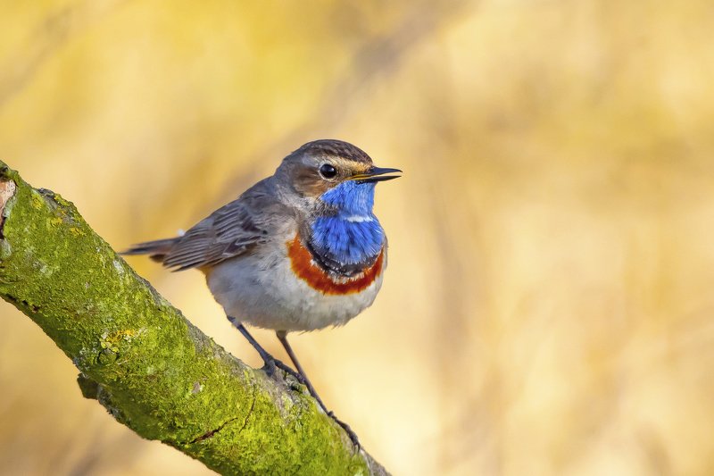 Bluethroat фото превью