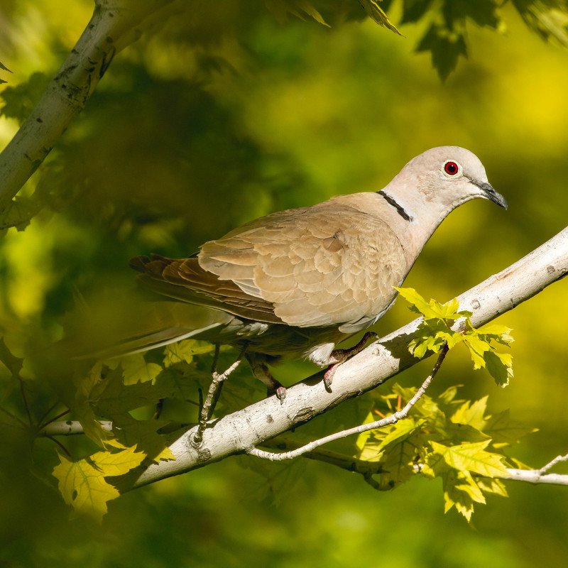 Eurasian collared dove фото превью