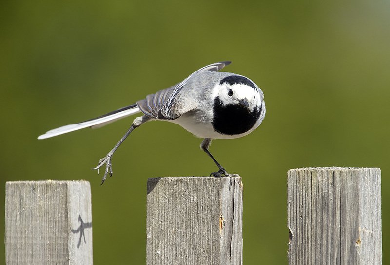 трясогузка, птицы Зарядку делай по утрам фото превью