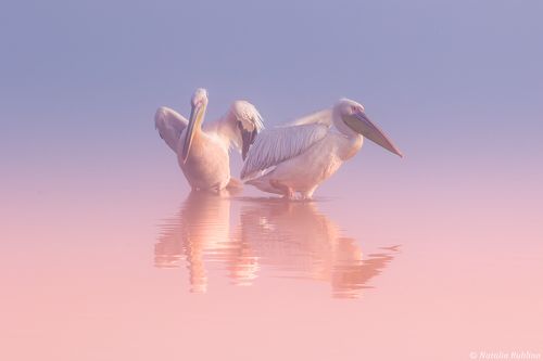 Два Пеликана ...