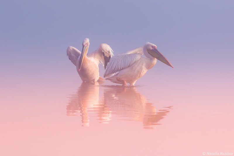 пеликаны,белые пеликаны,ангелы,птицы,животные,утро,минимализм,умиротворение,природа Два Пеликана ... фото превью