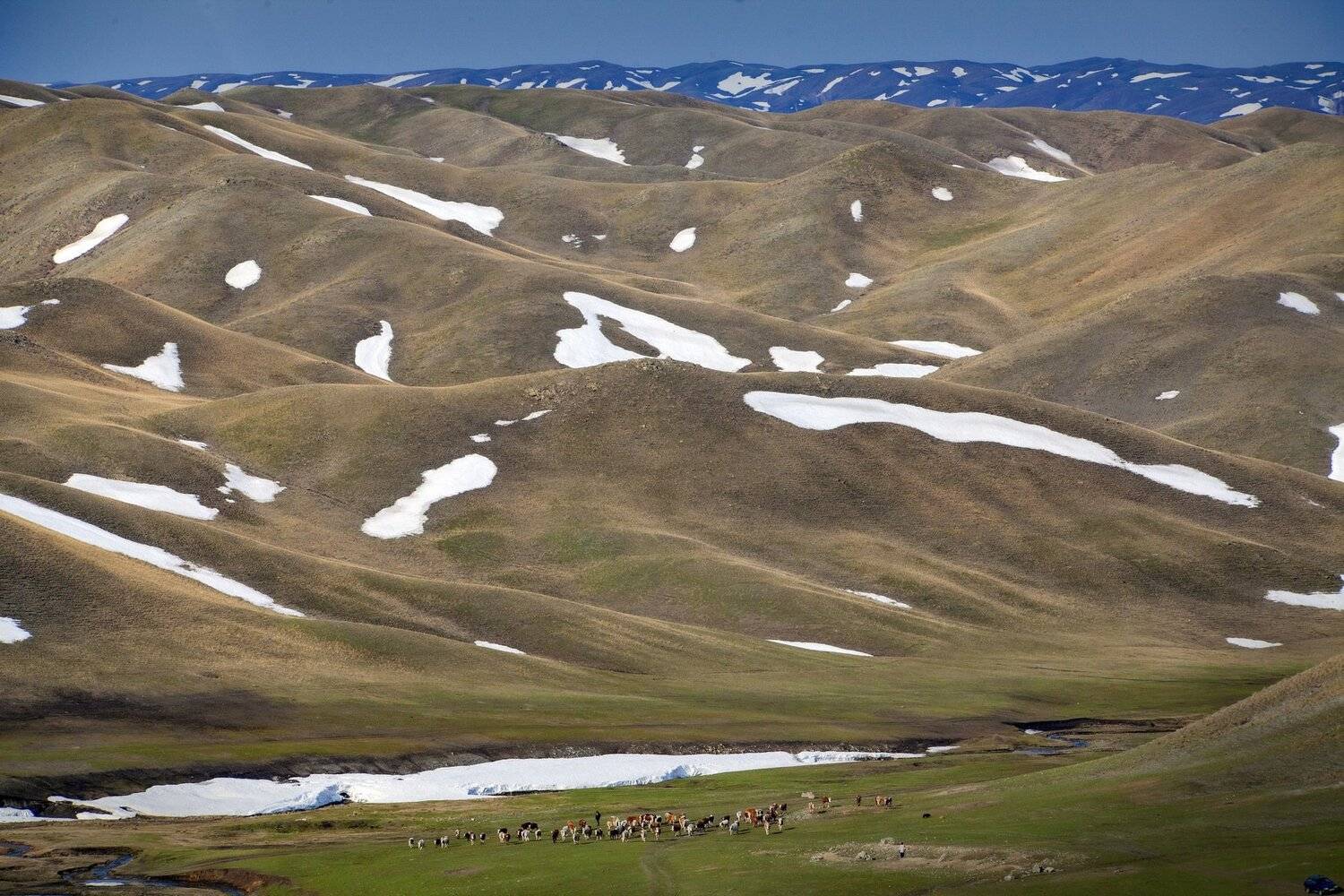 , петр чиков