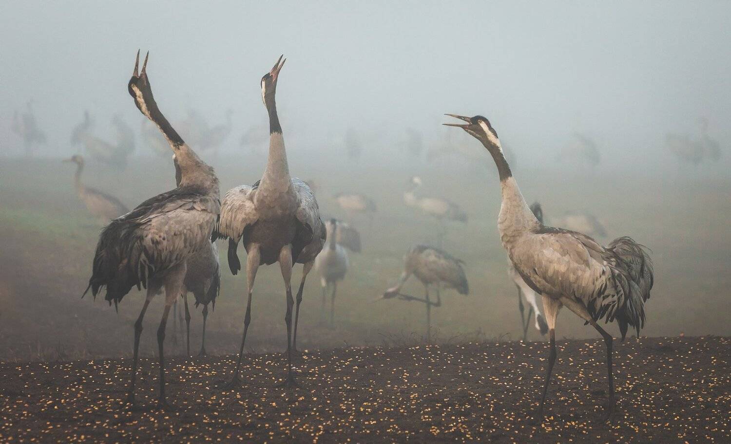 , Григорий Крамаренко