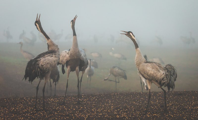 Crane Song фото превью