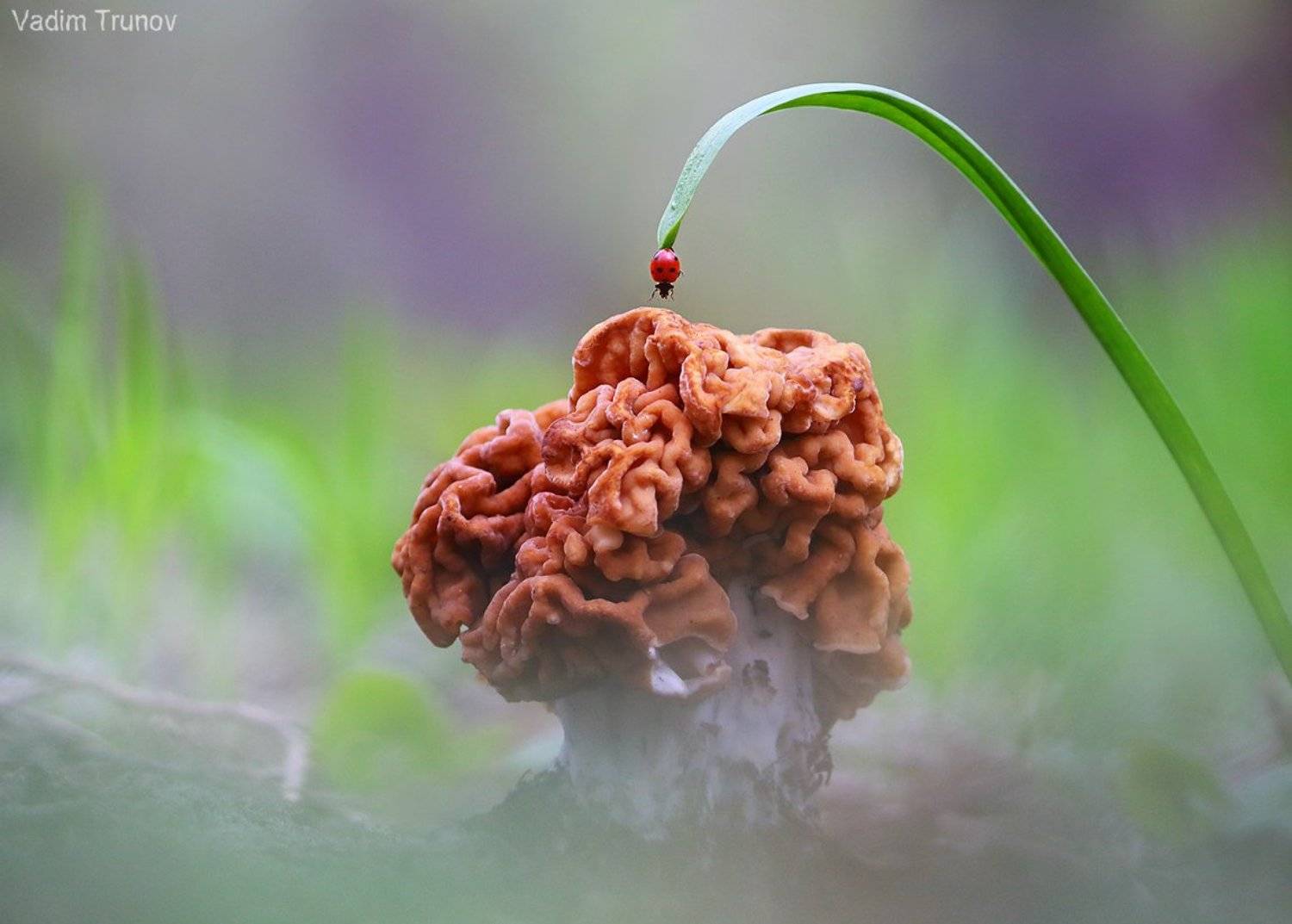 гриб, строчок, божья коровка, Вадим Трунов