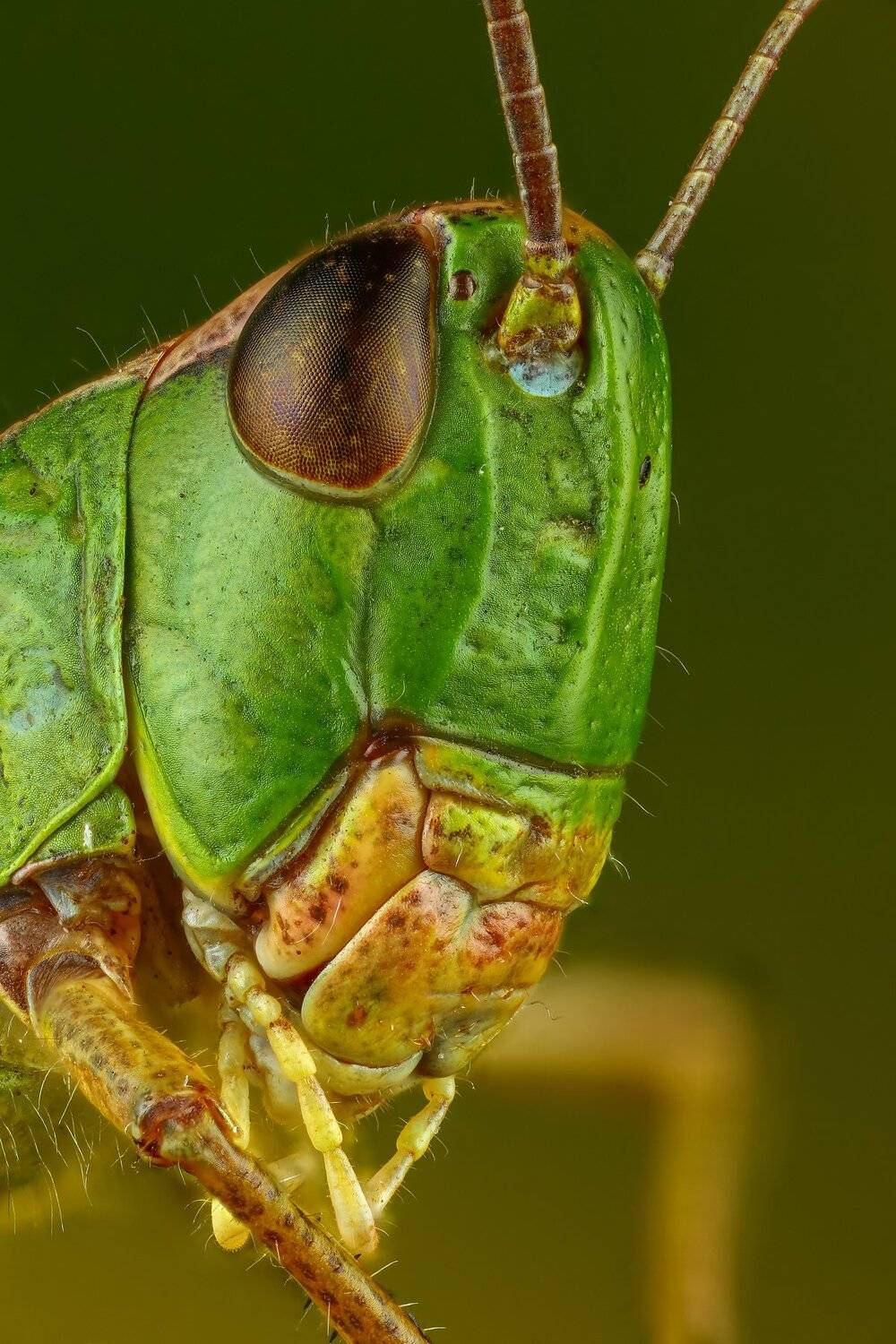 кузнечик,макро,природа,усы,цвет,глаза,портрет,зеленый, Андрей Шаповалов