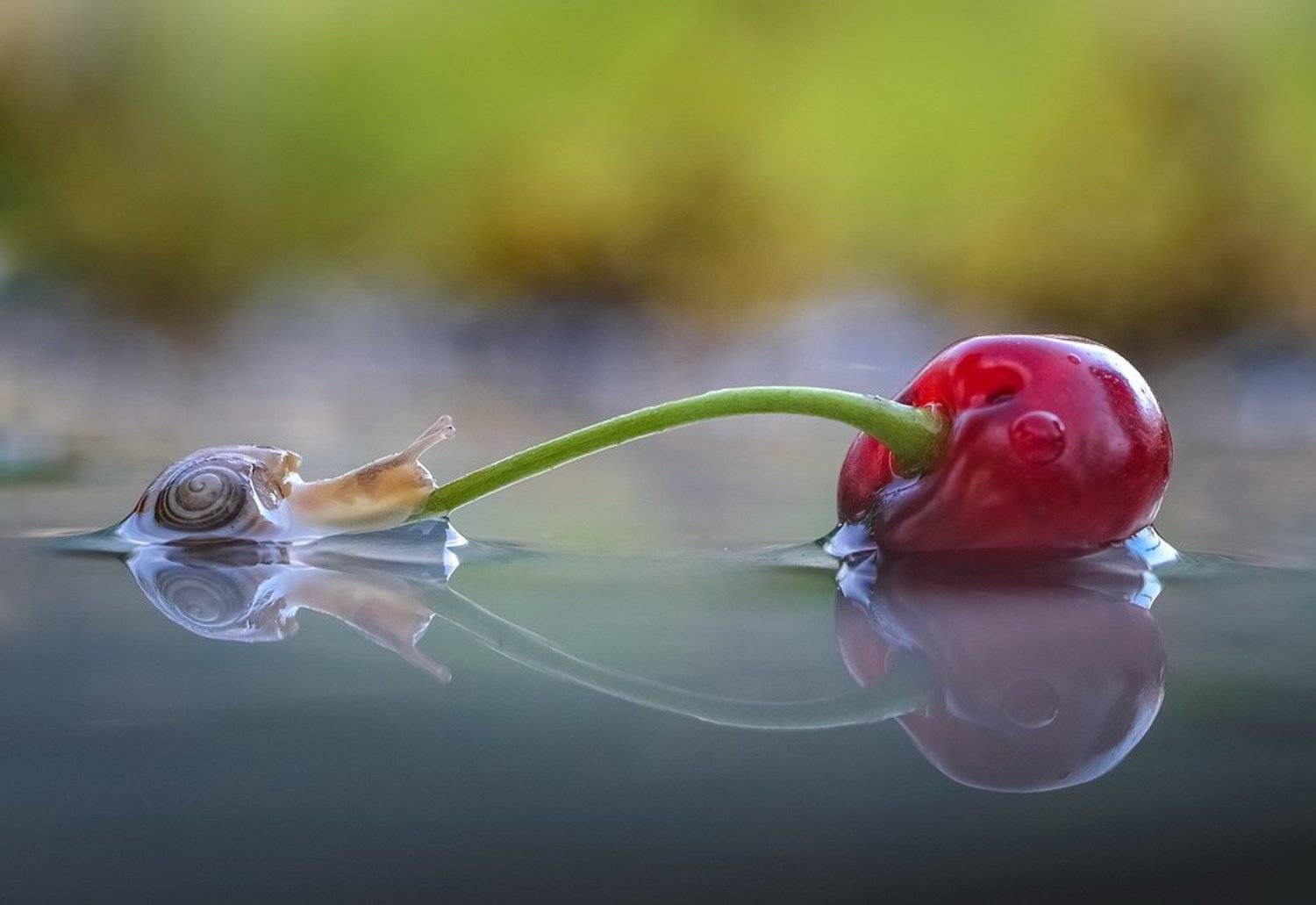 , Вячеслав Мищенко