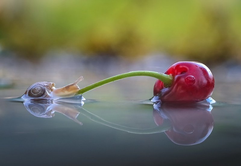 Поспели вишни в саду у дяди Вани... фото превью