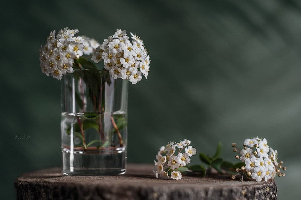 спирея, невеста, листки спиреи, цветок спиреи, невеста в стакане, весна в стакане, пень, Владимир Тузлай