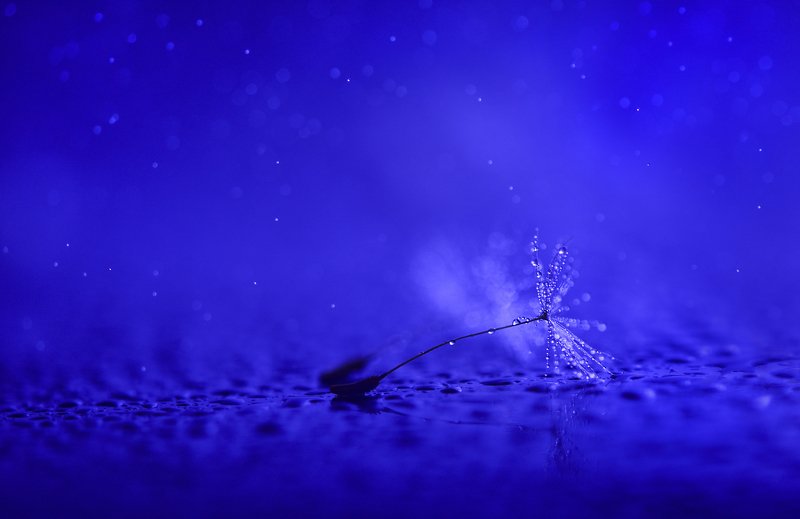 DANDELION, DANDELION_SEED, MACRO, FLORA, RAIN, CLOSE_UP, BOKEH, LIGHT, BLUE, SEED, SEEDS, GENTLE, DELICATE, WITHE, BACKLIGHT -* фото превью