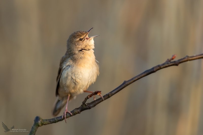 Brzęczka, Savi\'s Warbler (Locustella luscinioides) ... 2020r фото превью