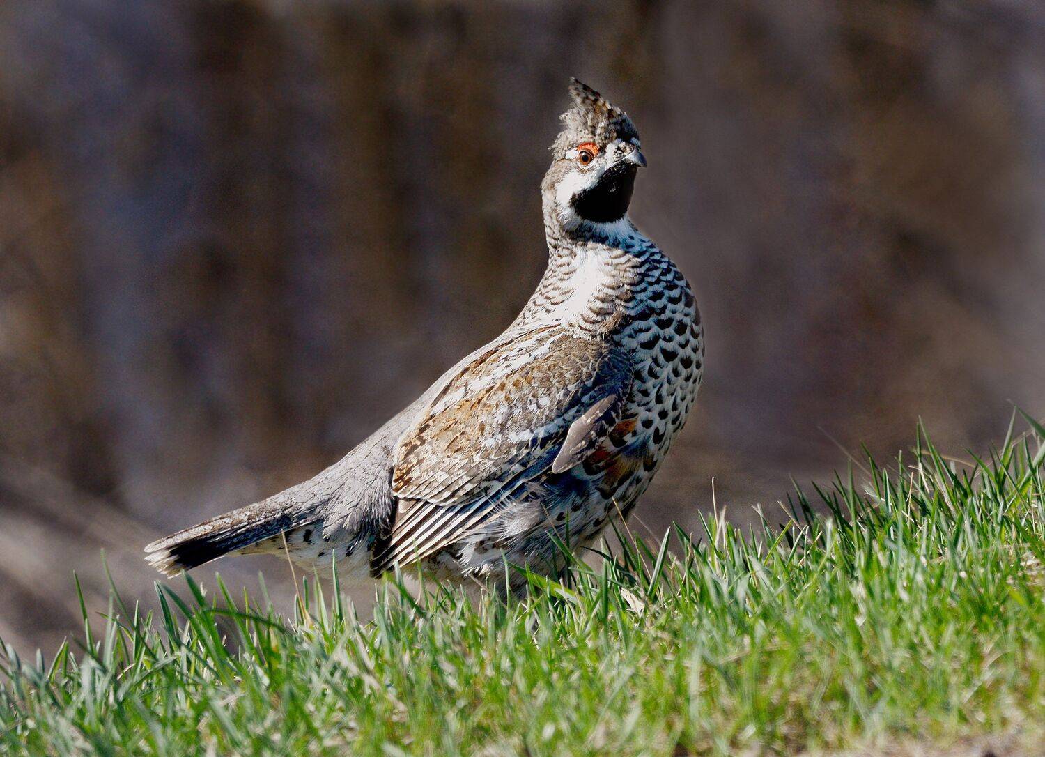 , Михаил Белоусов