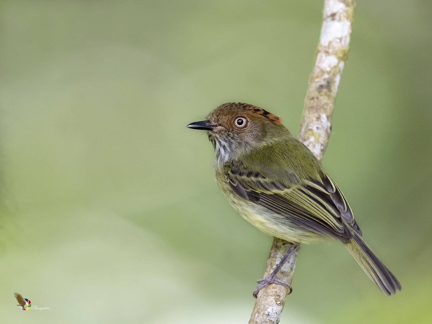 , Fernando Burgalin Sequeira