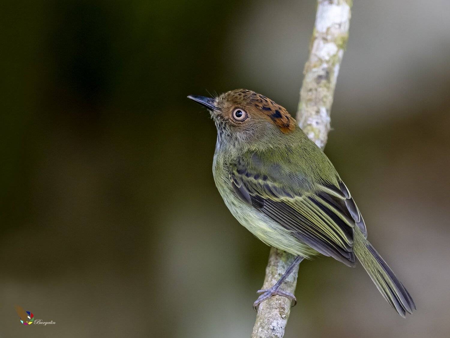 , Fernando Burgalin Sequeira