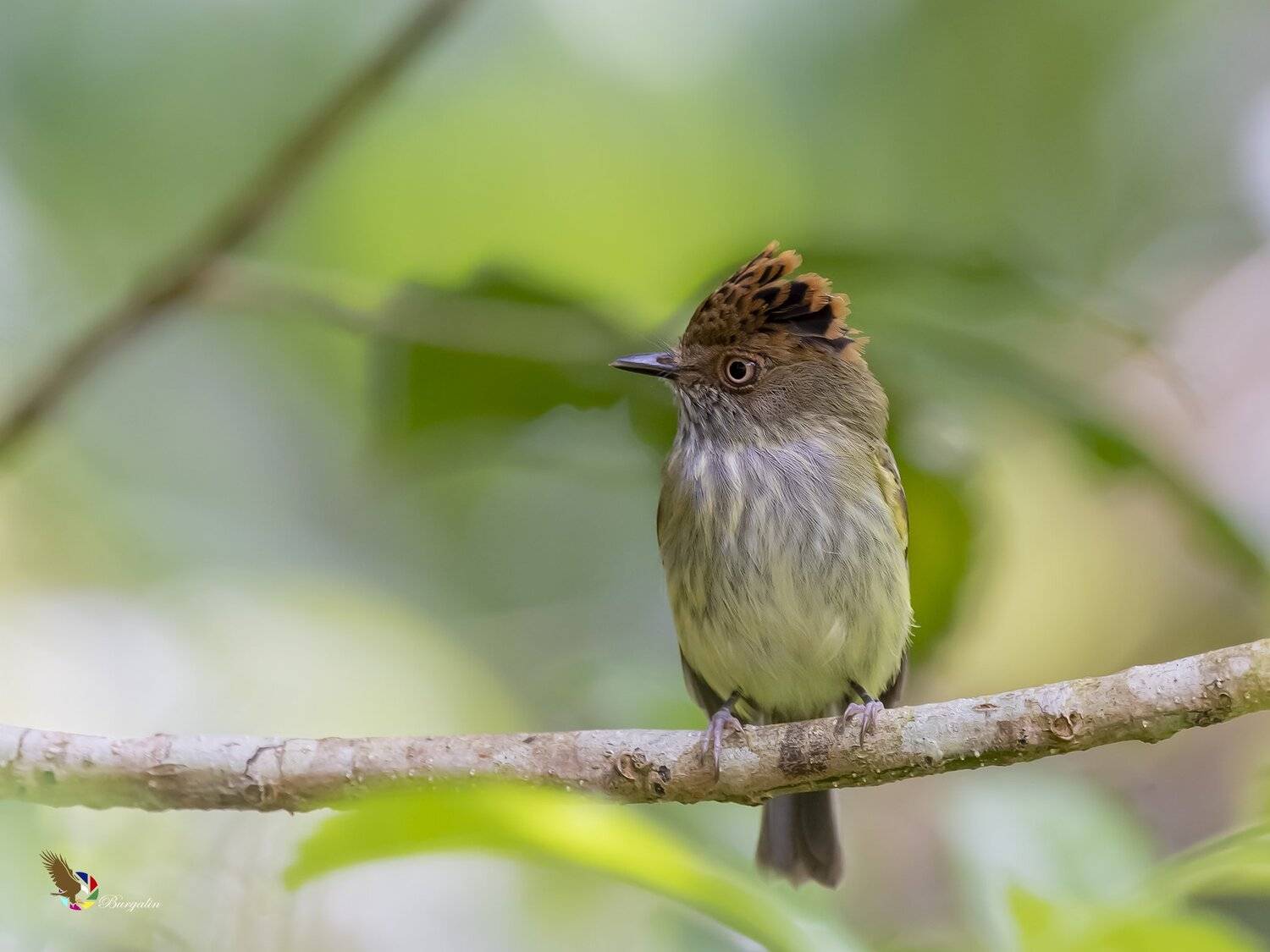 , Fernando Burgalin Sequeira