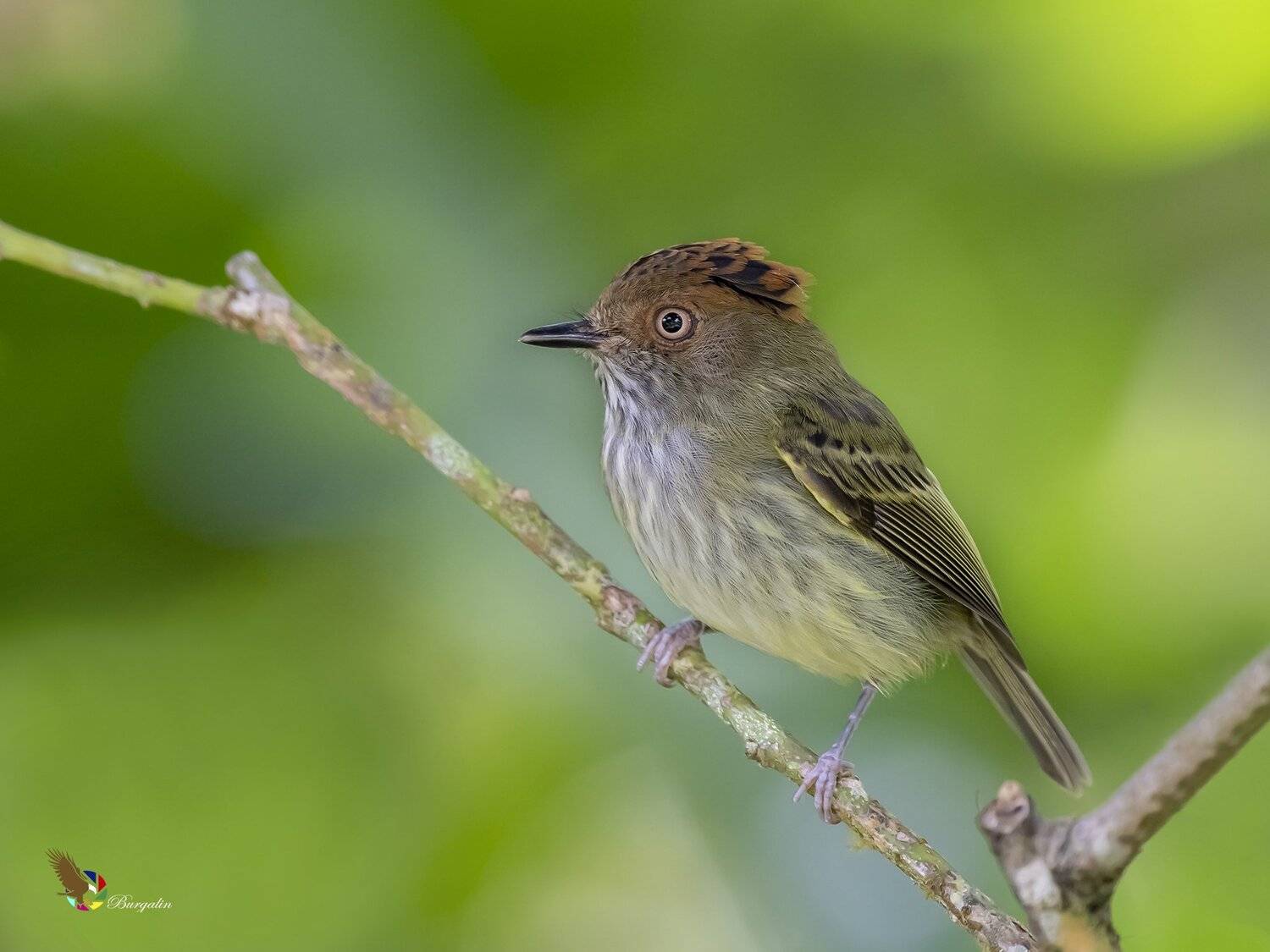 , Fernando Burgalin Sequeira