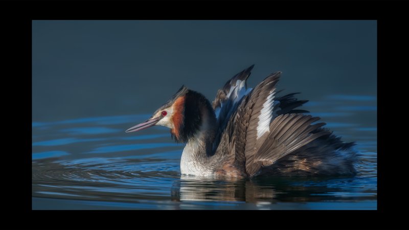 Расправить крылья фото превью