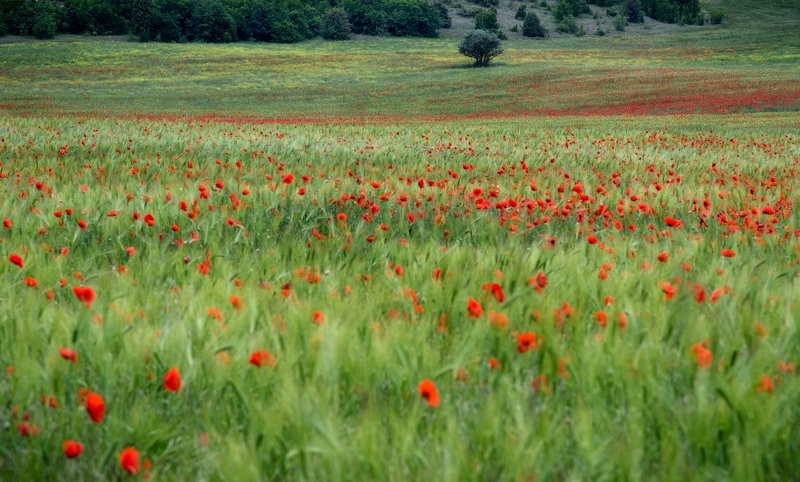 Серия Крым фото превью