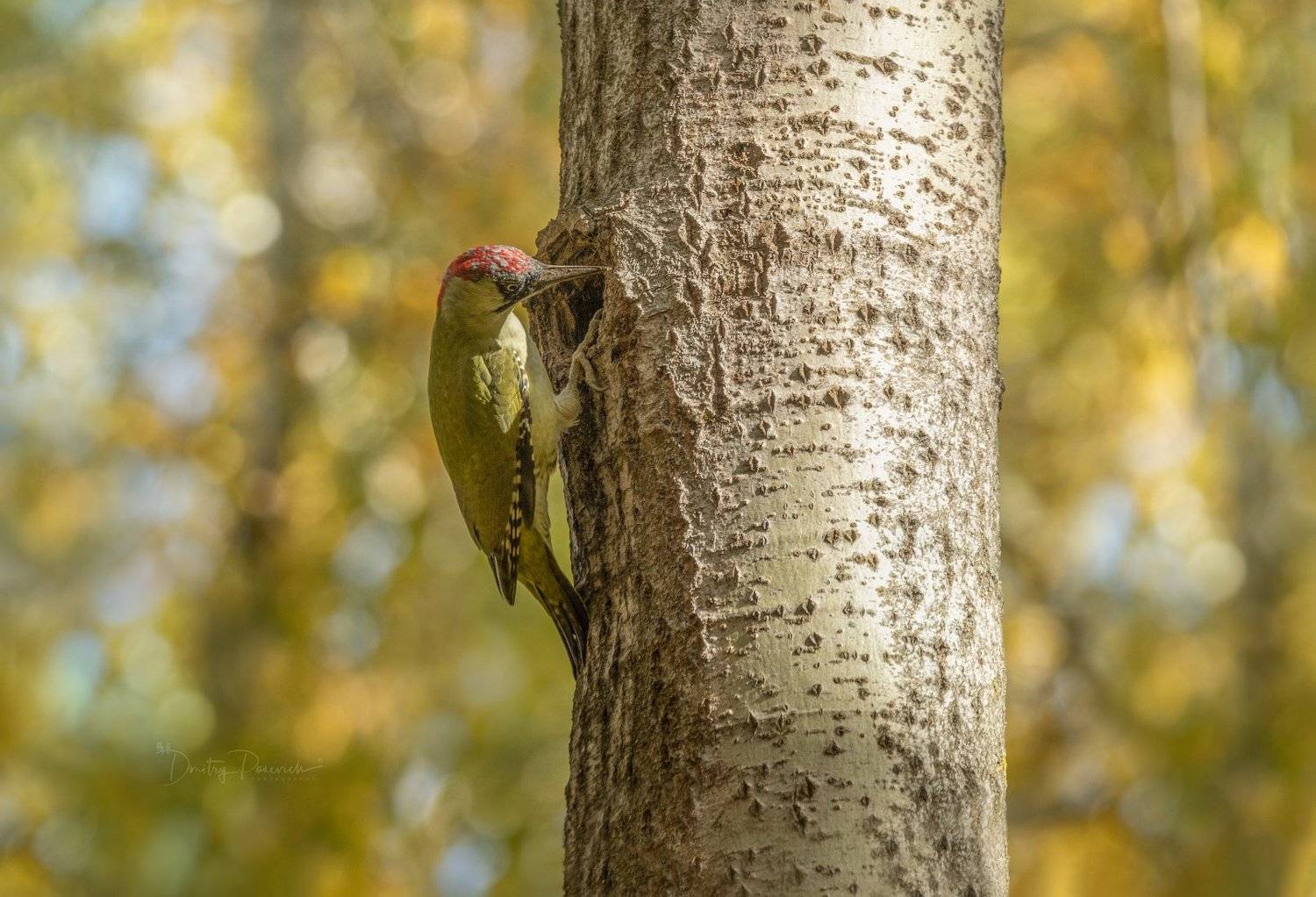 природа, лес, животные, птицы, Дмитрий Посевич