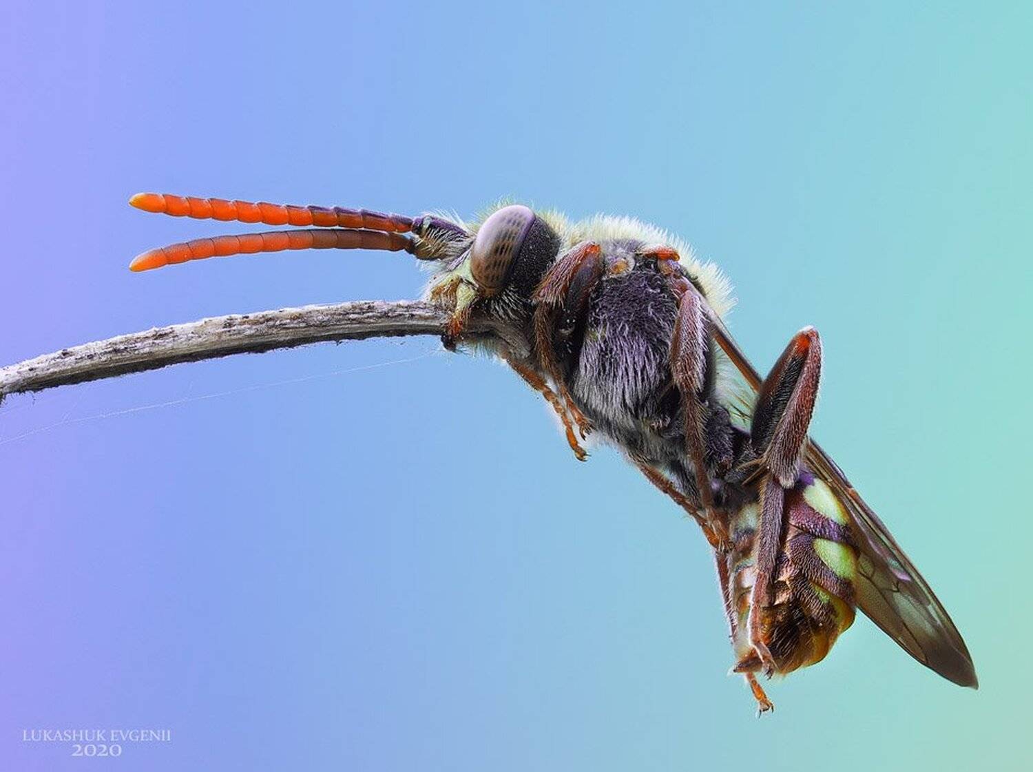 , Евгений Лукашук