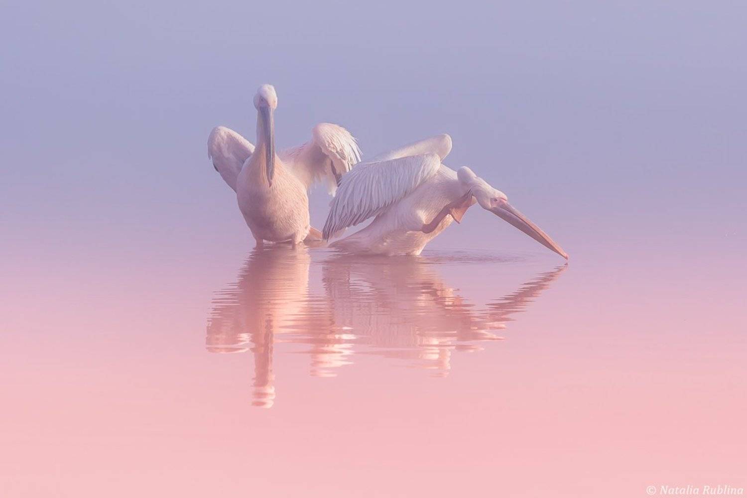 пеликаны,белые пеликаны,ангелы,птицы,животные,утро,минимализм,умиротворение,природа, Наталья Рублина