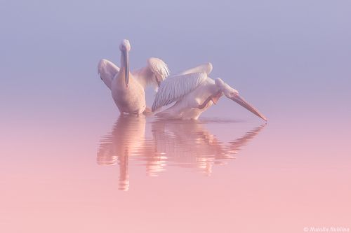 Два Пеликана ...