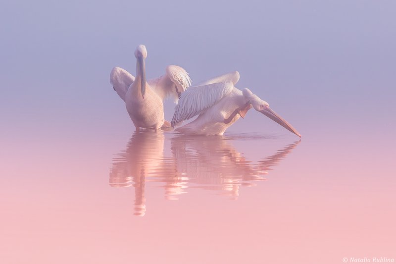 пеликаны,белые пеликаны,ангелы,птицы,животные,утро,минимализм,умиротворение,природа Два Пеликана ... фото превью