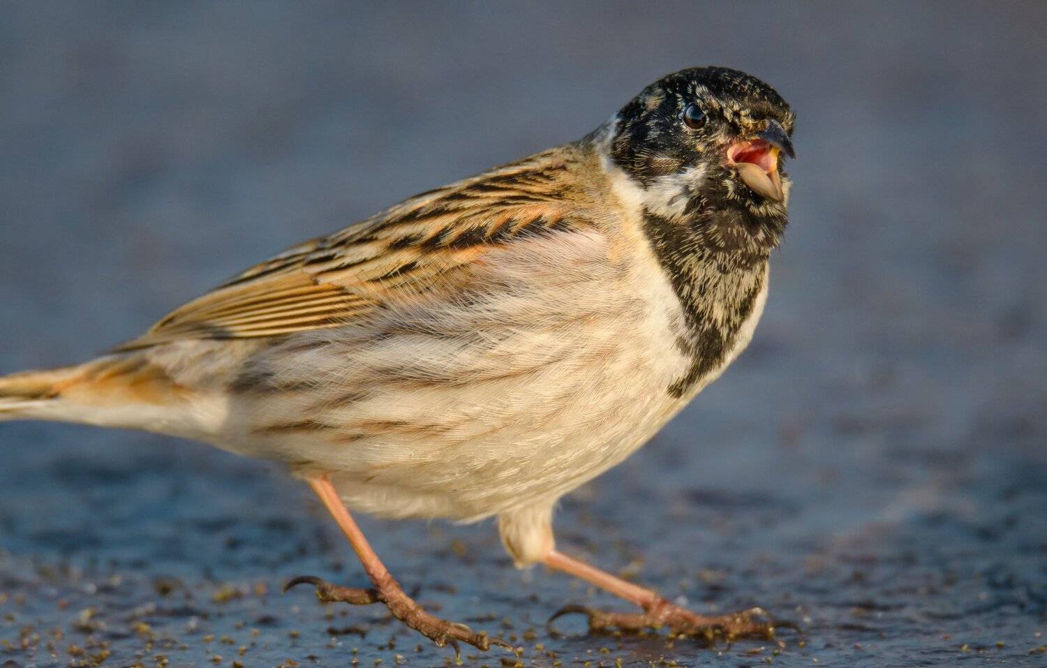 Тростниковая овсянка, камышовая овсянка, птица на льду, утро, камышник, Emberiza schoeniclus,Озернинское водохранилище,иней,Озерна, Рузский район, Ксения Соварцева