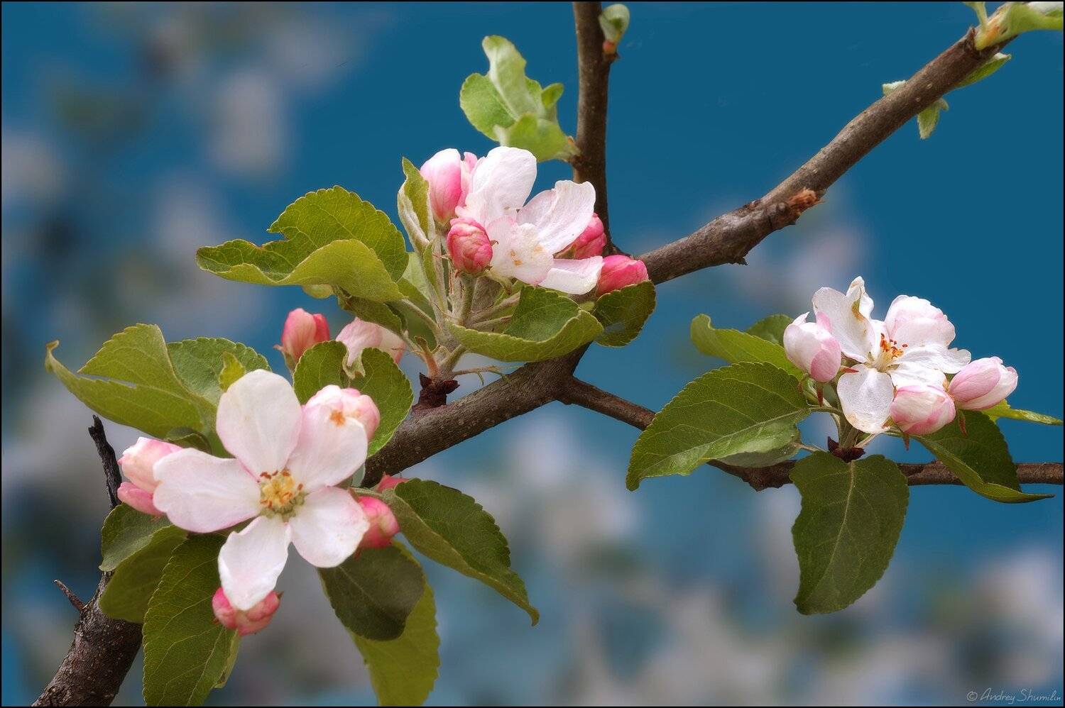 , Андрей Шумилин