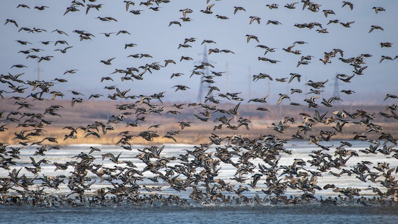 весенний пролёт, птицы, миграция, приморский край, birds, wildlife, nature Весенний пролёт птиц фото превью
