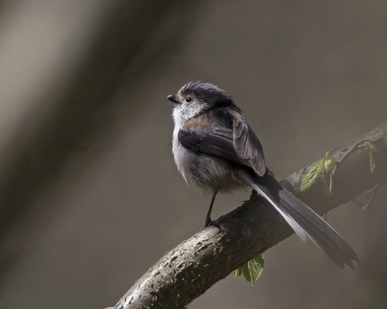 , Евгени Стефанов