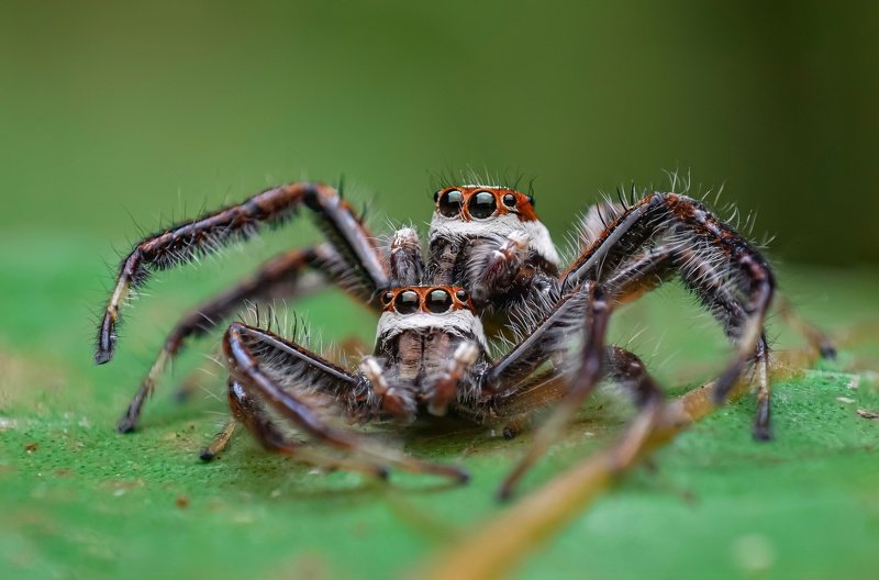 macro wildlife closeup insects spiders Cannibalism of two striped jumper males фото превью