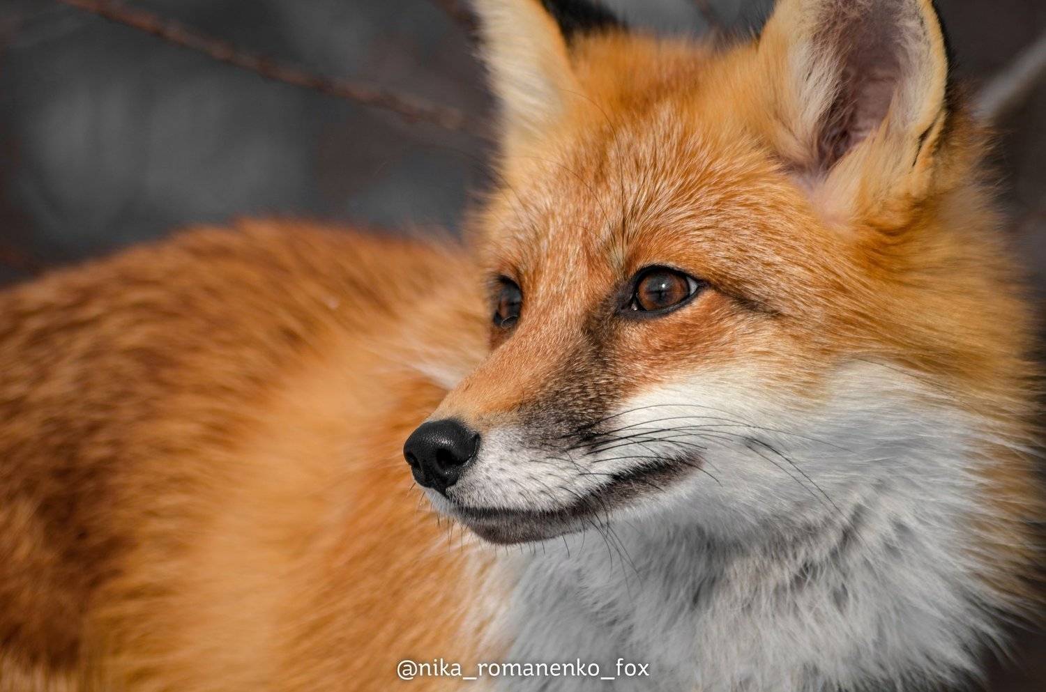 лиса, лисы, животные, снег, зима, animals, fox, foxes, animal, лис, red fox, forest, лес, Вероника Романенко