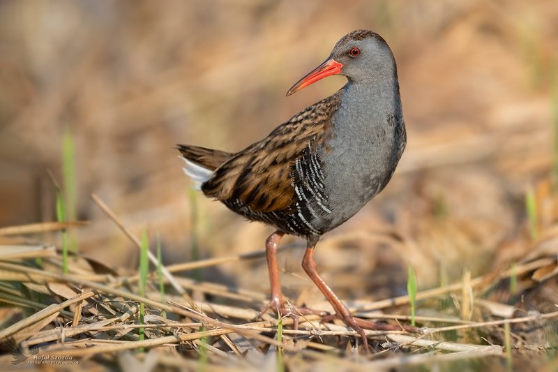 Wodnik, Water Rail (Rallus aquaticus) ... 2020r фото превью