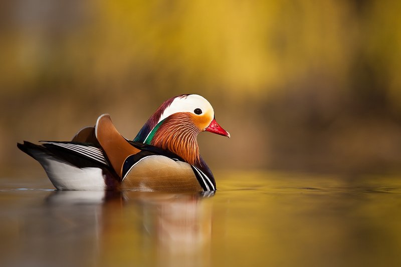 Mandarin duck фото превью