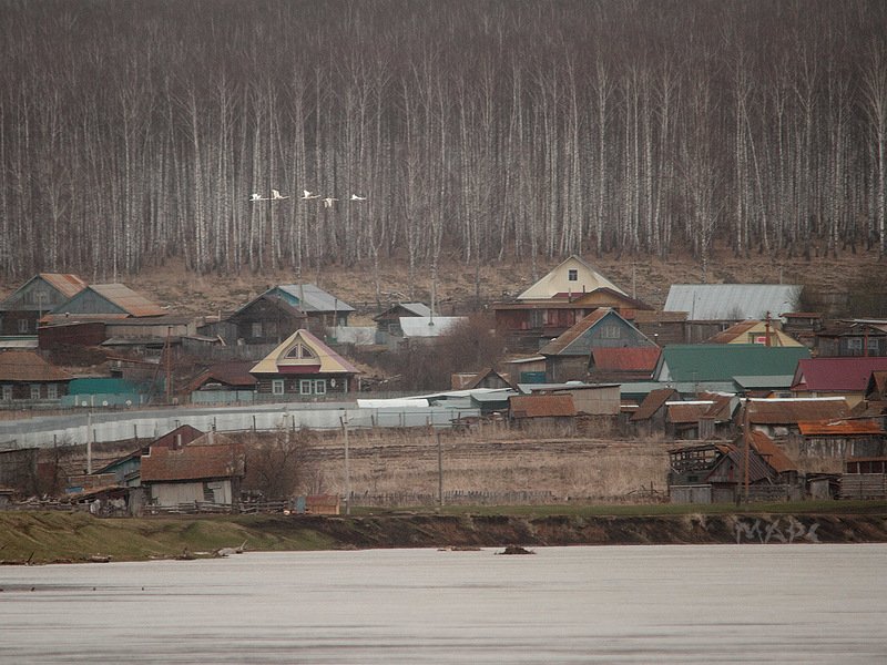 животные птицы лебеди весна Лебеди летят над деревней фото превью