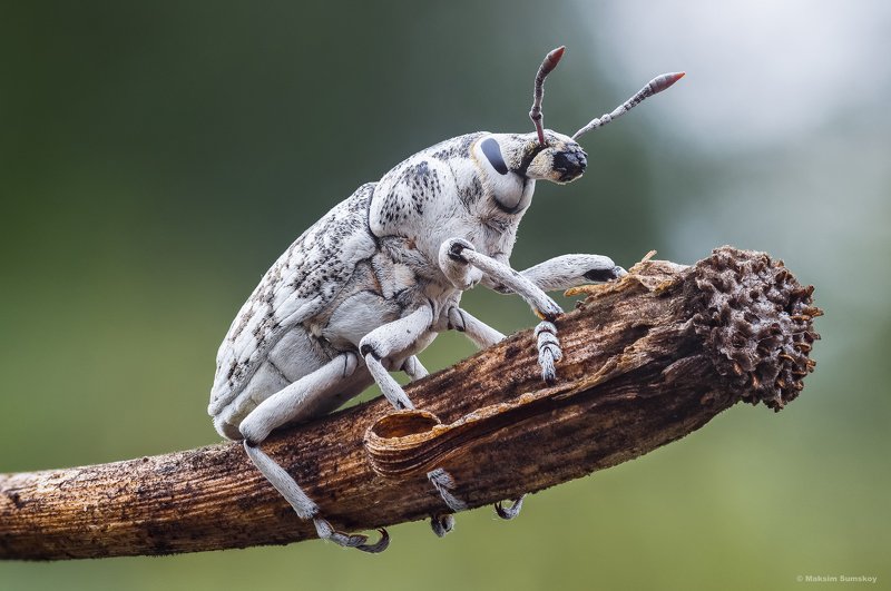 макро,стекинг,индустар,утро *** фото превью