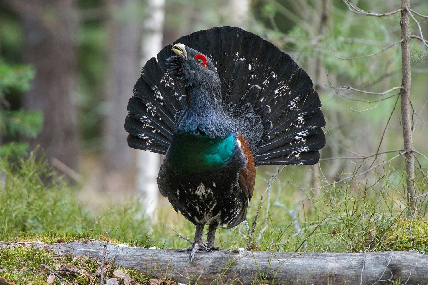 , Сумников Алексей