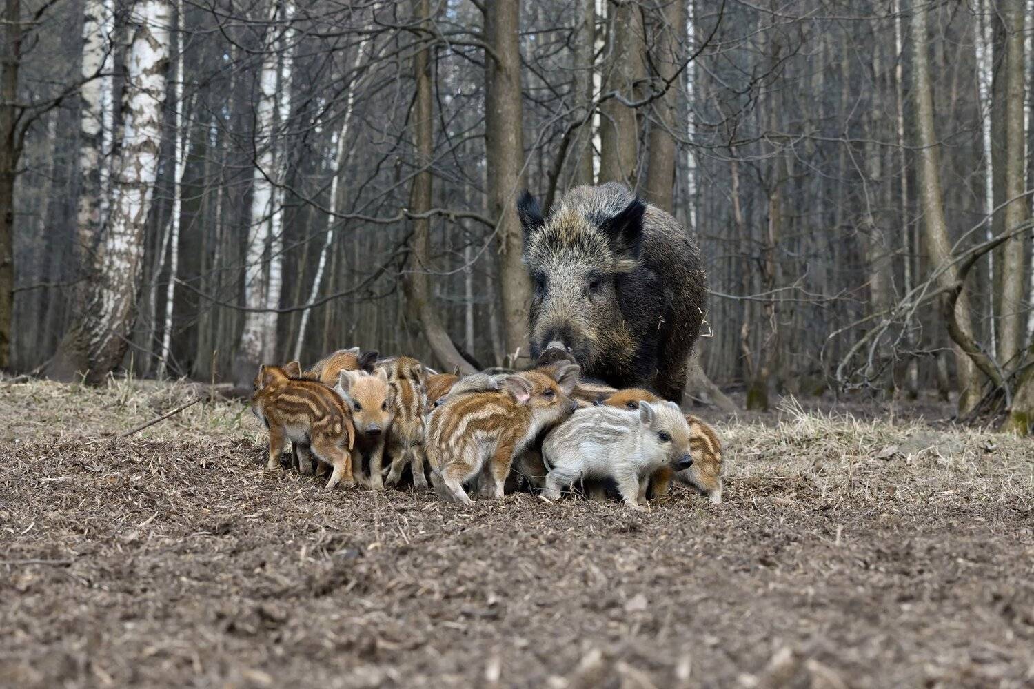 лес,весна,животные, Виталий Полуэктов