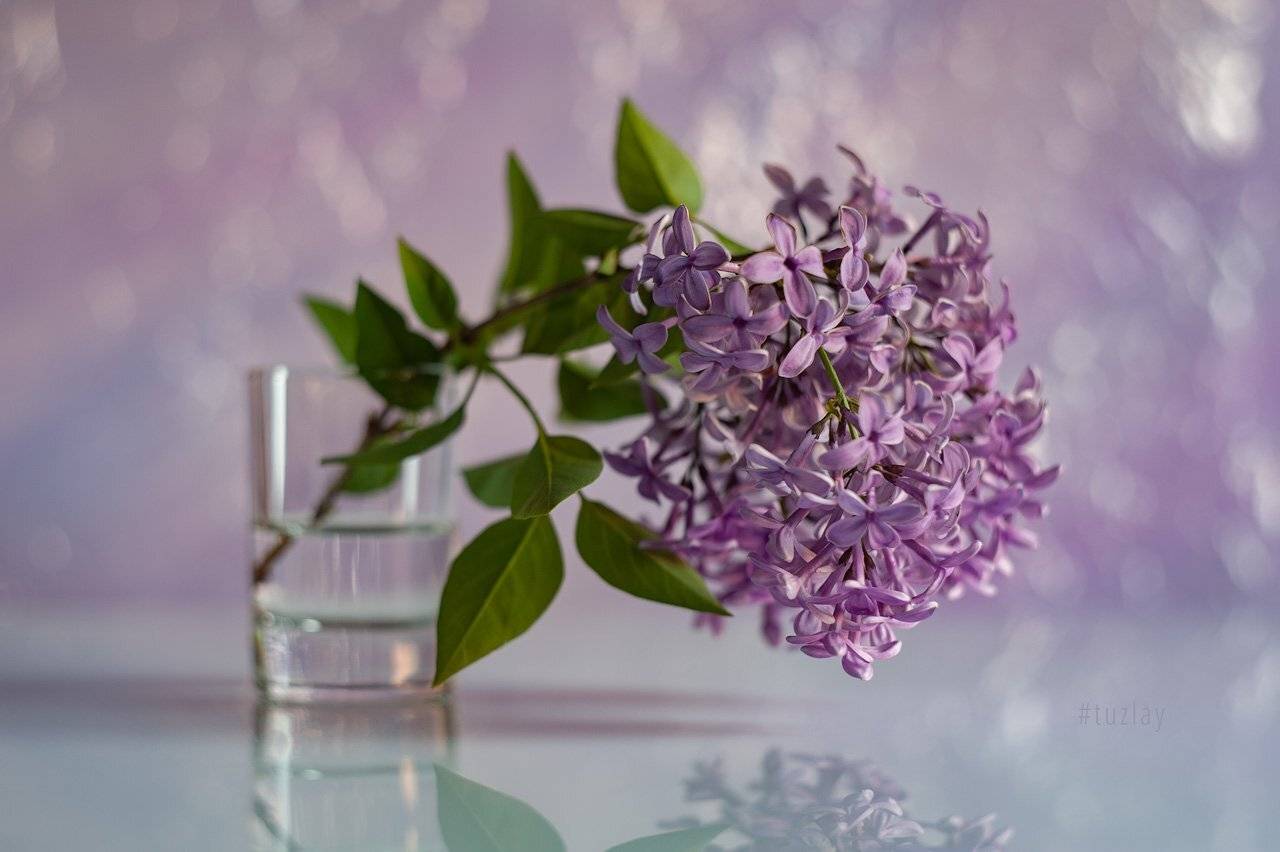 сирень, сирень в стакане, весна, цветки сирени, гелиос 44, Владимир Тузлай