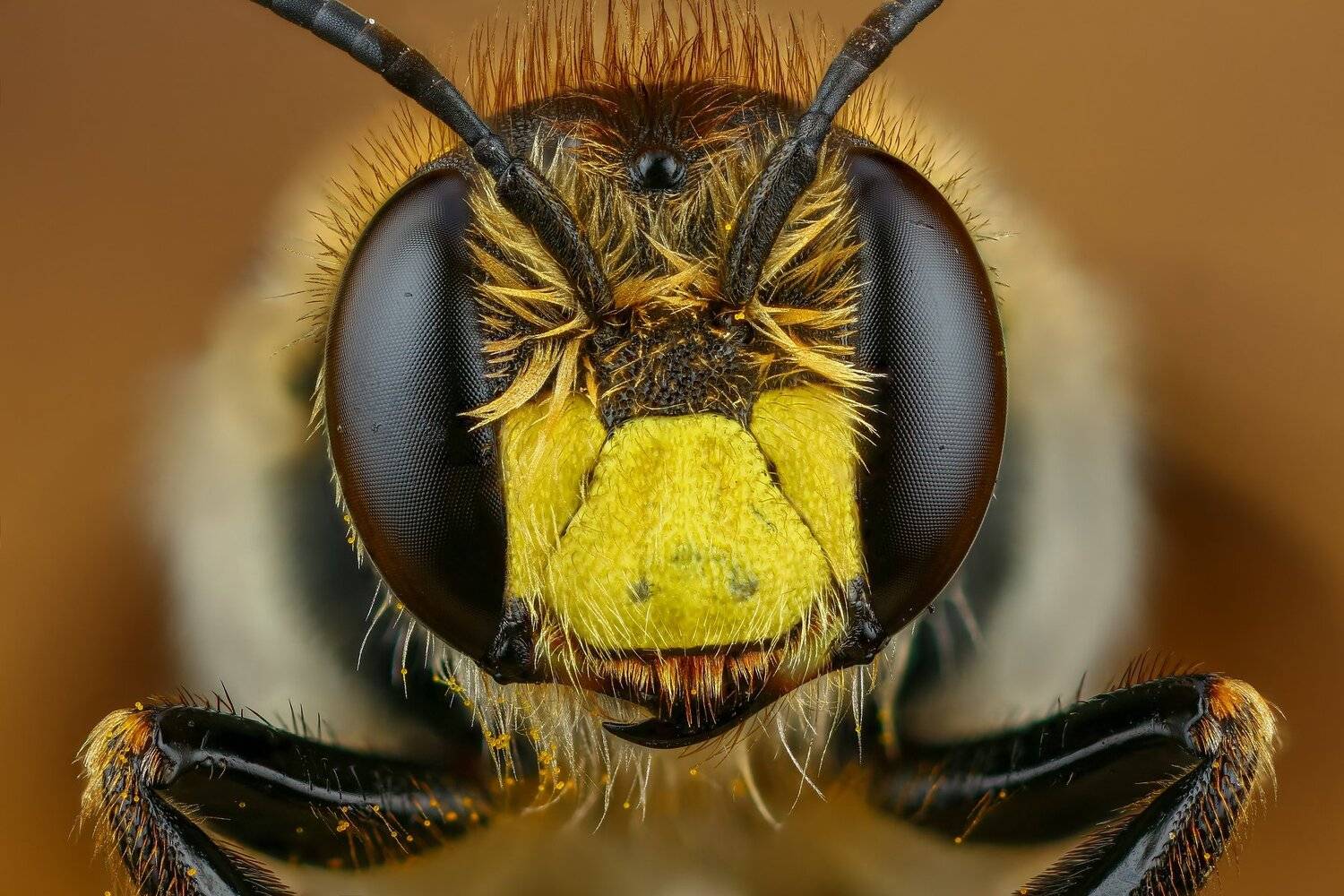 пчела,макро,природа,усы,цвет,глаза,портрет,желтый, Андрей Шаповалов