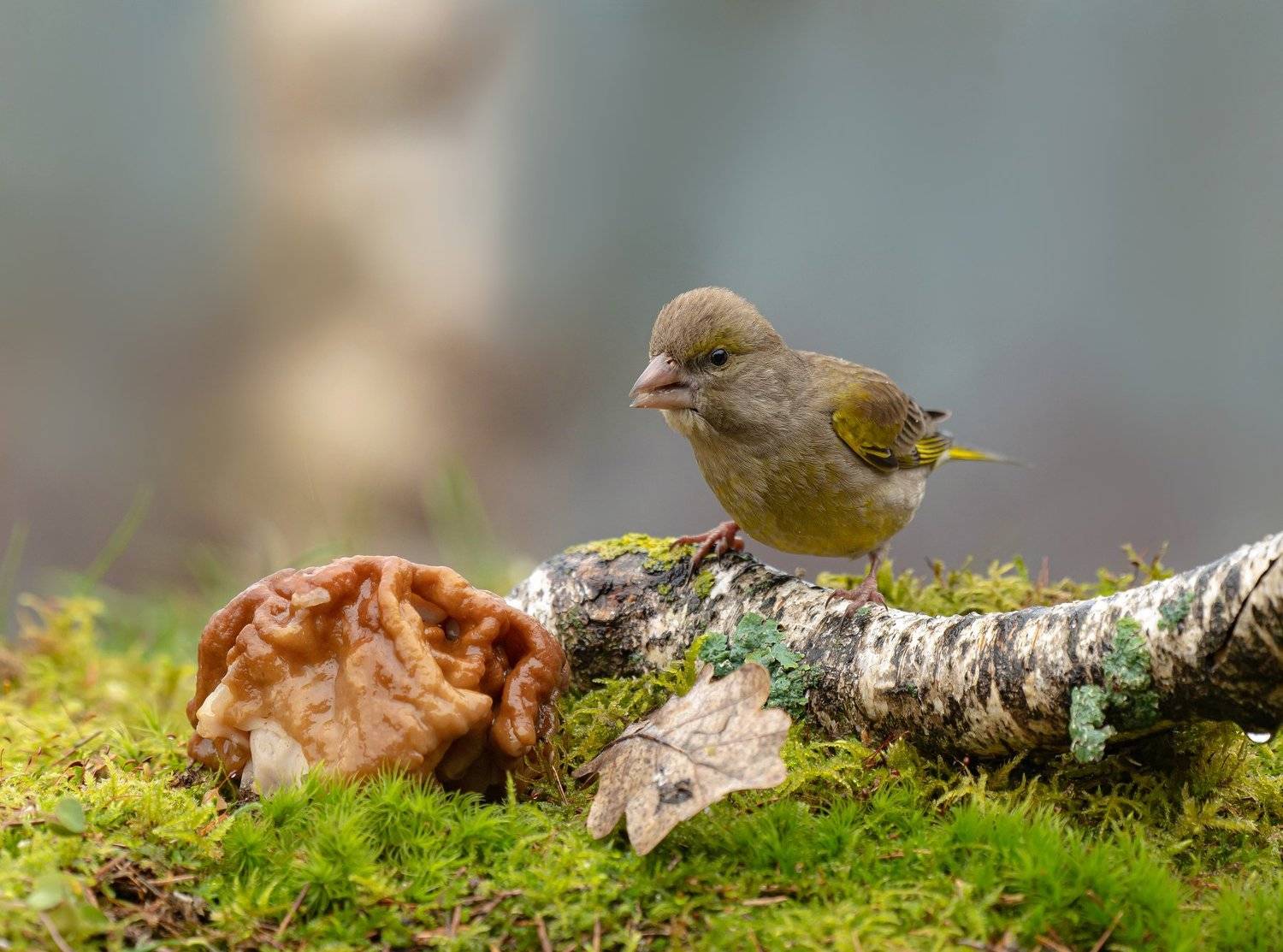 птицы,природа, весна, Андрей Киселёв
