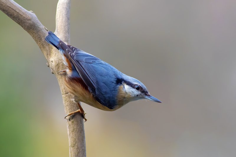 Nuthatch фото превью