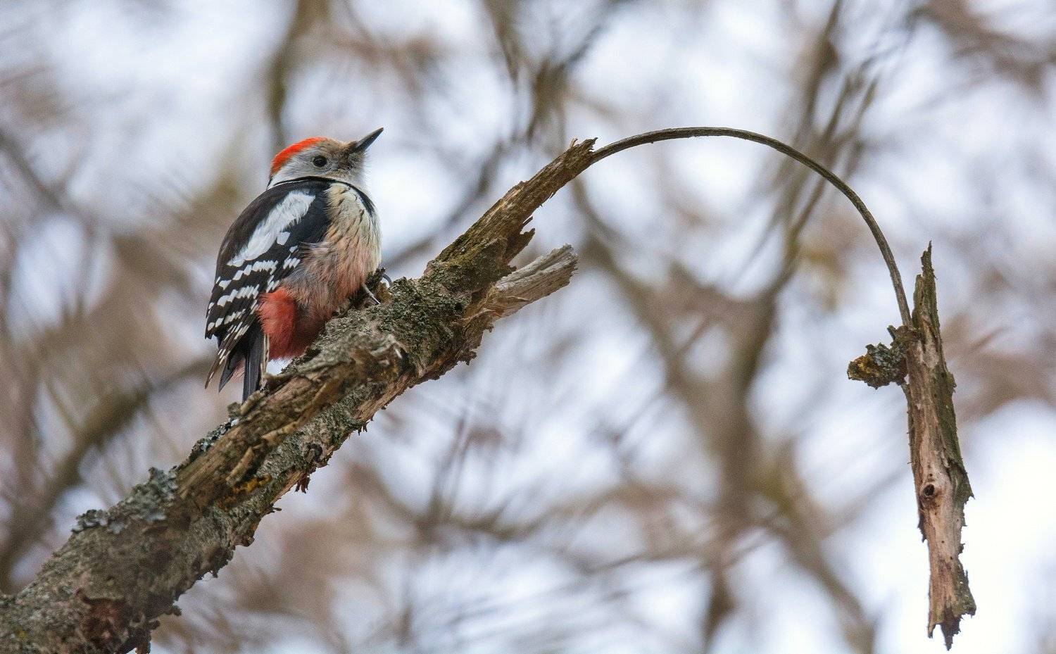 птица дятел весна природа, Руслан Сигушин