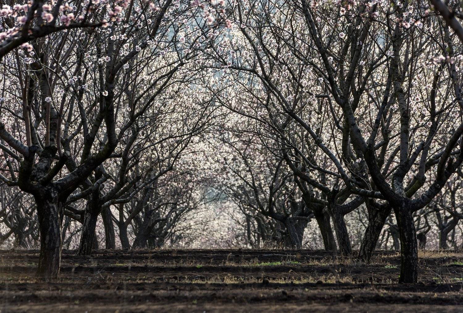 , Анатолий Поятэ