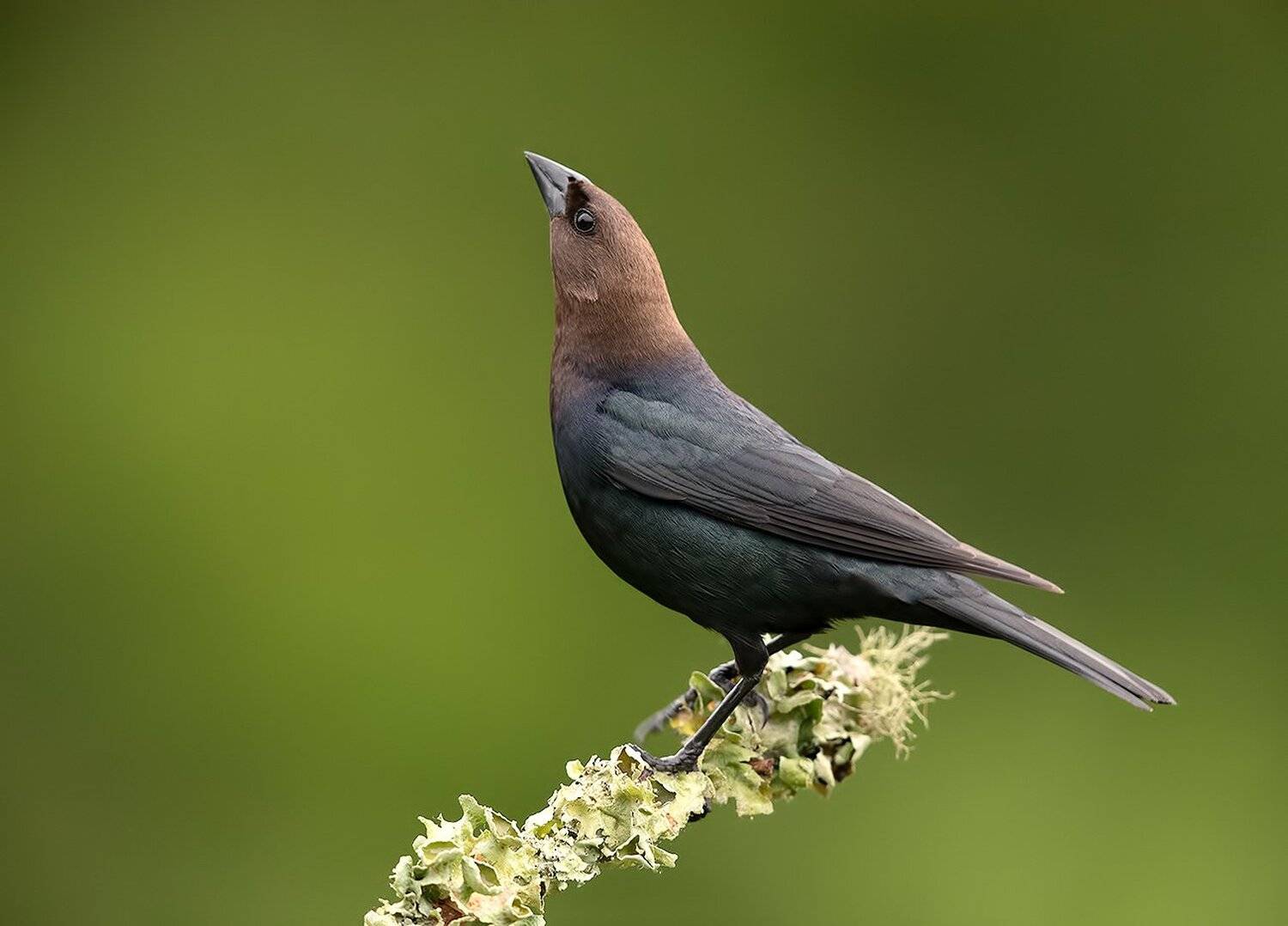 буроголовый коровий трупиал, brown-headed cowbird, трупиал, Elizabeth Etkind
