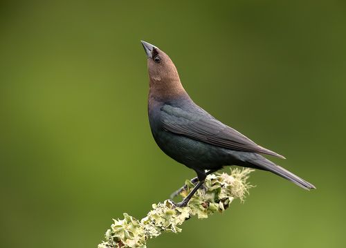 Brown-headed Cowbird - Буроголовый коровий трупиал