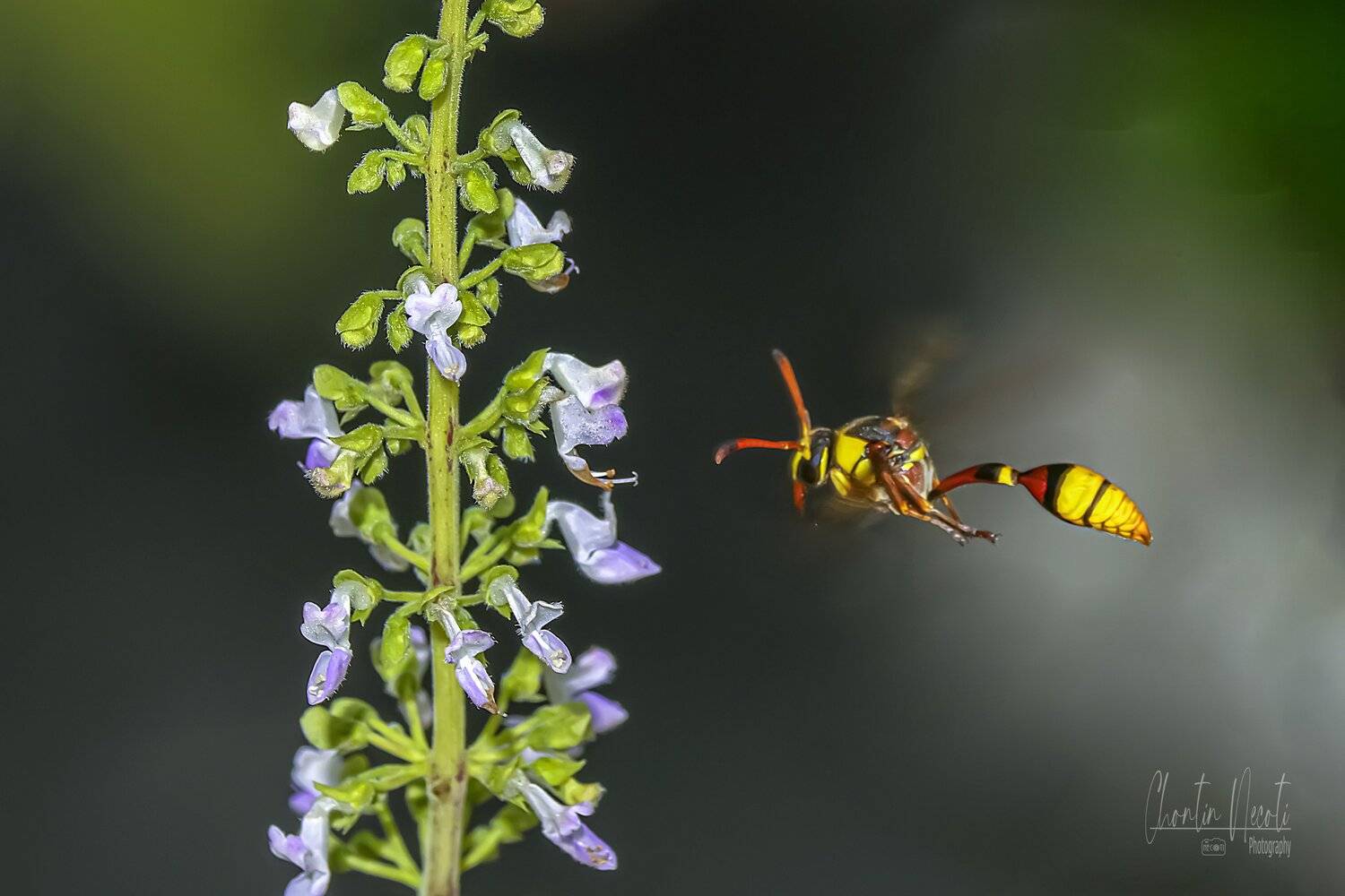 bee, flowers, garden, macro, close up, insect, beautiful, beauty, plant, bloom, blossom, fly, colorful, NeCoTi ChonTin