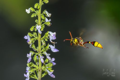 Bee and flowers in the garden