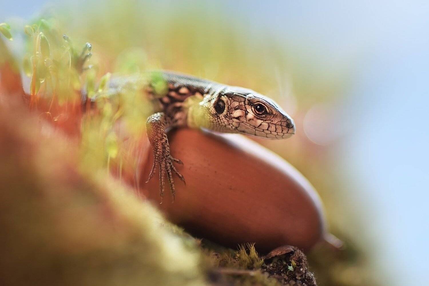 , Лапшина Владлена